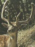 Cervo